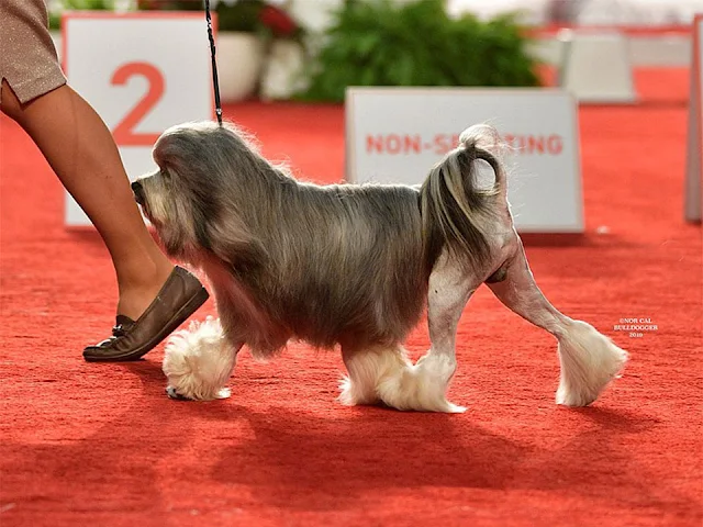 löwchen, lowchen dog, lowchen dog price, lowchen puppies for sale,