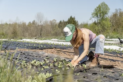 Harvesting Hope: How Sustainable Farming Is Saving Our Planet