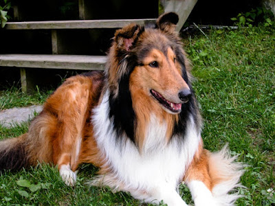 Large dog breeds are quite popular amongst families