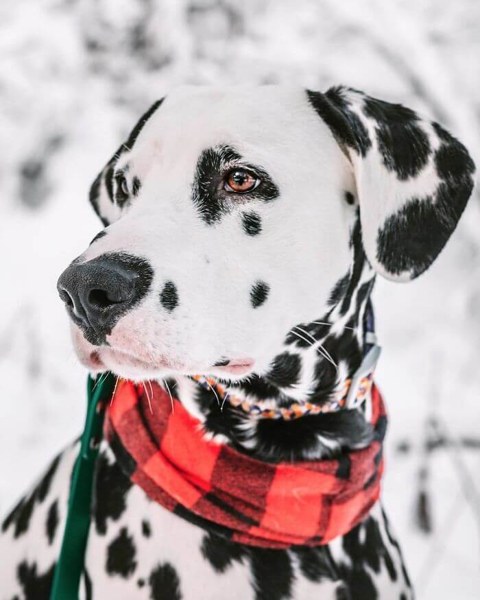 Meet Wiley, The Cutest Dalmatian Dog With A Heart On His Nose