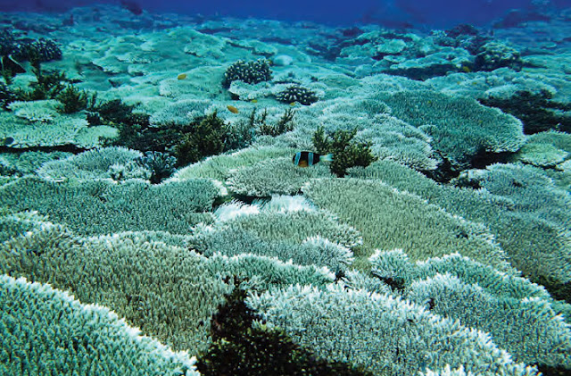 Image of Acropora coral reef in Tokong Berlayar Island, Anambas Islands