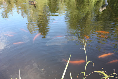 Näitä kaloja saa ihailla Porlassa, ei kalastaa!