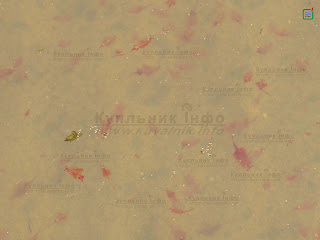 Artemia salina Куяльницький лиман фото куяльницкий