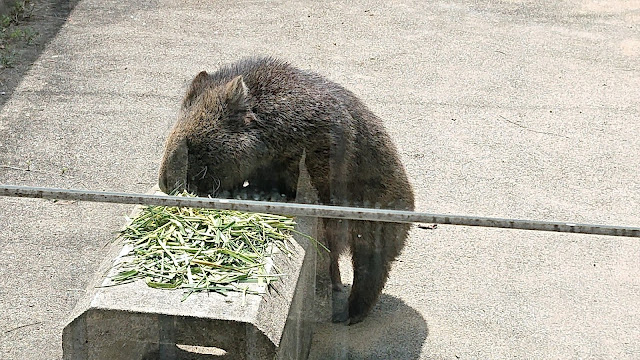 大阪府池田市 五月山動物園 ウォンバット