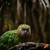 The Kakapo: A Fascinating Flightless Parrot 