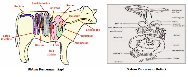 25+ Diagram Pencernaan Pada Hewan Ruminansia