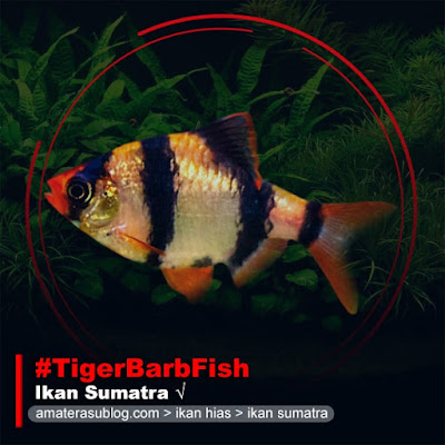 ikan-sumatra--tiger-barb-fish