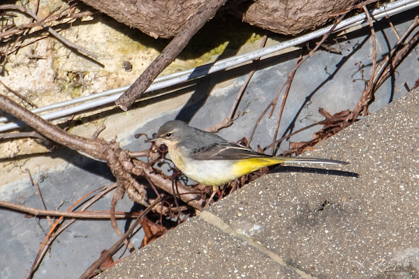 Grey wagtail