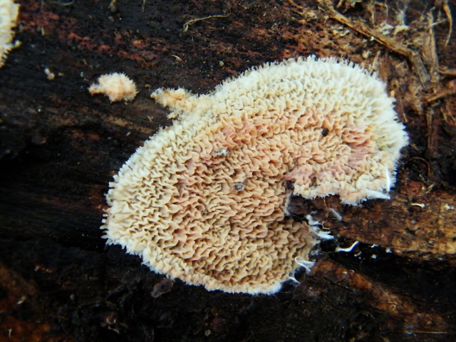 Merulius tremellosus