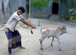 BOY AND COW