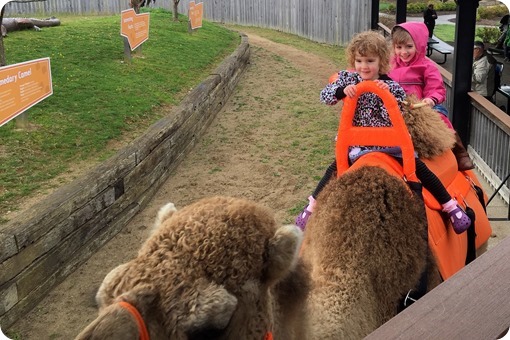 Camel Ride at the Creation Museum