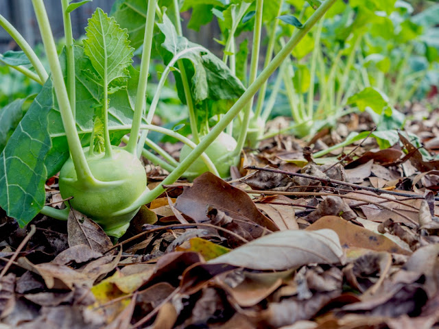 Si vous mélangez du paillis organique avec un rapport CN de 3:1 en volume, il peut toujours fonctionner comme du compost