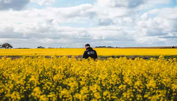 Hayfever