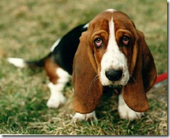 basset-hound