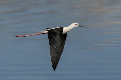 With Canon EOS R - Black-winged Stilt flying at pace