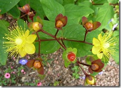 liz st johnswort