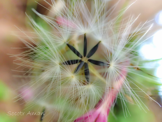 Lactuca sororia