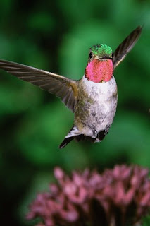 Broadtail Hummingbird Wallpaper