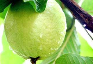 Health Benefits of Guava Fruits