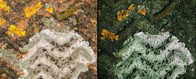 Lichen community on a brick wall.  Left: daylight.  Right: UV light.