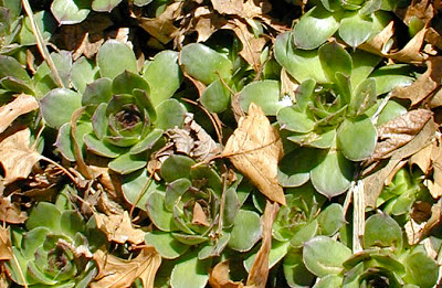 Sempervivum tectorum, hens-and-chickens