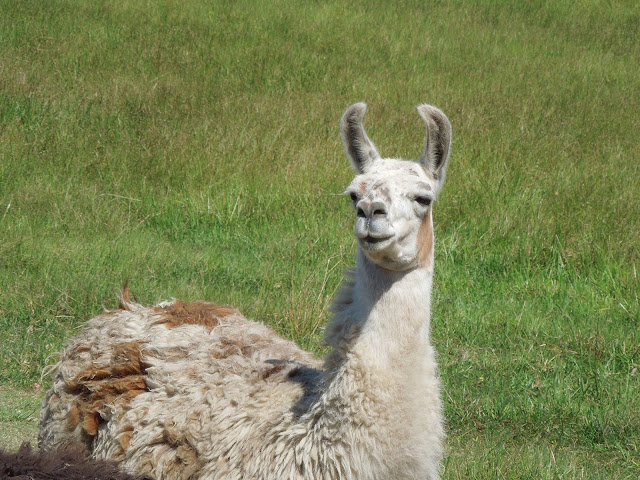 llama