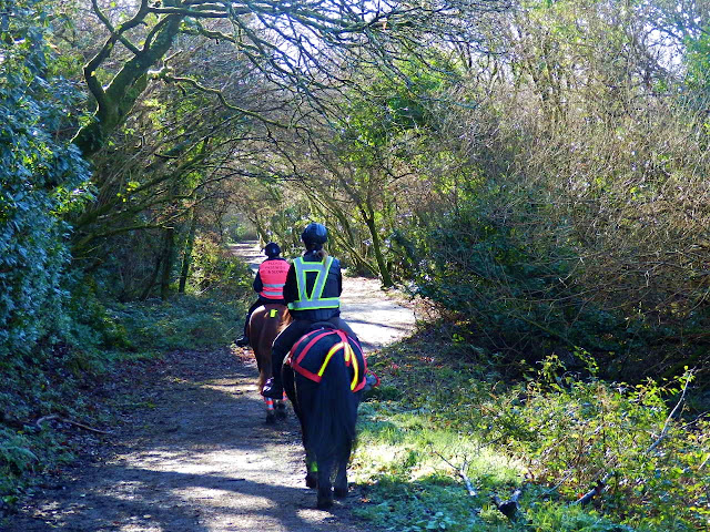 Horses on the National cycle Network, Cornwall