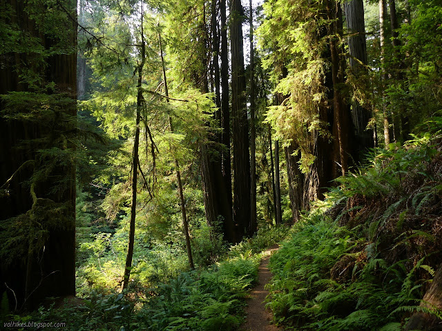 good trail and trees