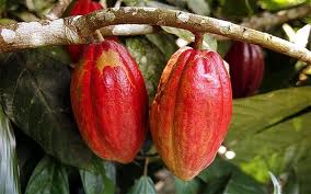  budidaya tanaman kakao atau budidaya coklat PANDUAN BUDIDAYA COKLAT / BUDIDAYA KAKAO