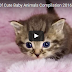 Cute Videos Of Cute Baby Animals Compilation 2016