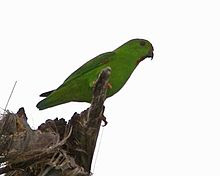 Foto Burung Serindit Sulawesi