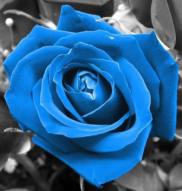  MyLifeIsAwesome  bunga  ros  kaler biru 