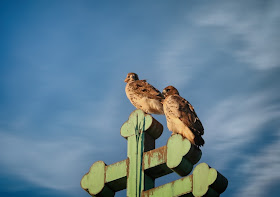 Christo and Amelia perched together on church cross.