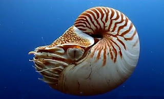 Nautilus