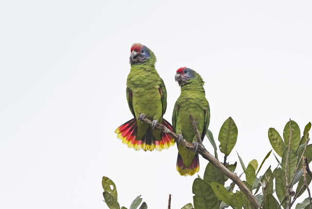 Papagaio-de-Cara-Roxa (Amazona brasiliensis)