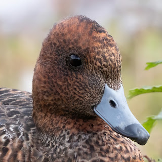 Wigeon DFBridgeman