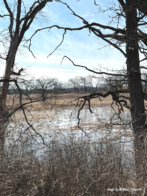 Wetlands peek through gnarly tree branches at Glacial Park Conservation Area.