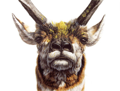 Photo-Realistic Ink Paintings of Animals by George Boorujy Seen On www.coolpicturegallery.us