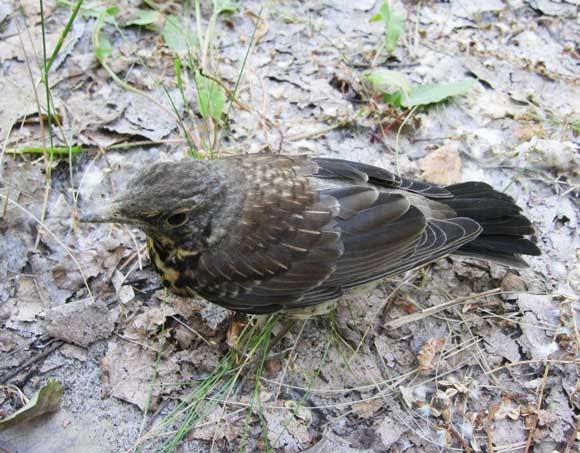 Starling bird