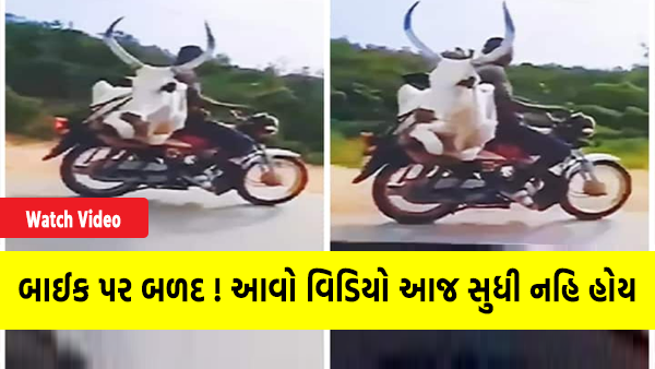 A young man went for a ride by riding a bull on a bike trending video