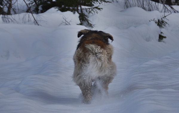 leonberger