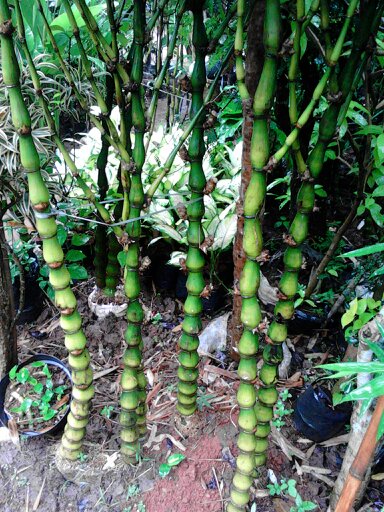 Pohon Bambu Nagin  bambu  hias tanaman hias Tukang 