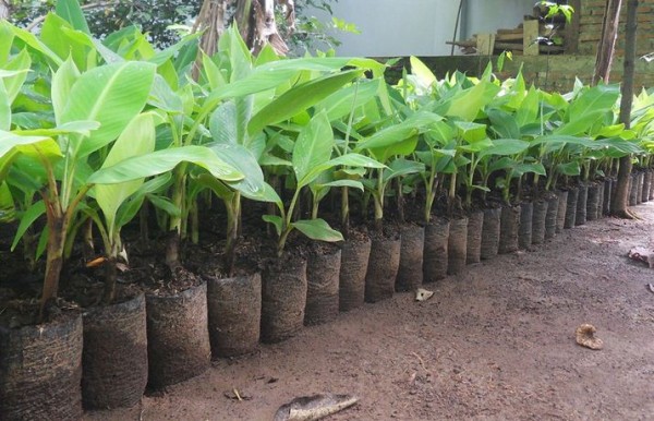 Cara Lengkap Pembibitan Tanaman Pisang Dengan Bonggol