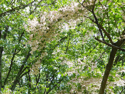 京都御苑 エゴノキの花