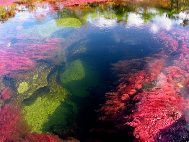 1 أجمل أنهار العالم ، نهر كانو كريستال ذو الألوان الخمسة في كولومبيا