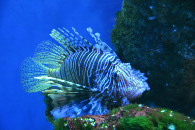 Aquarium Monaco