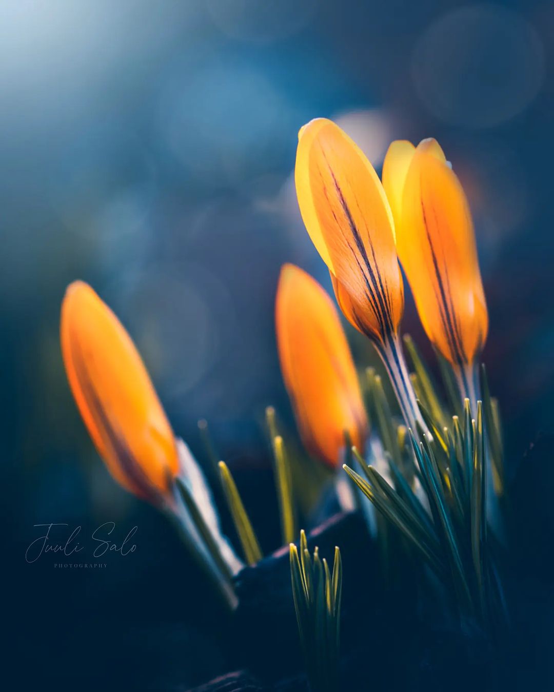 Free Micro Photography, Flower DP gir