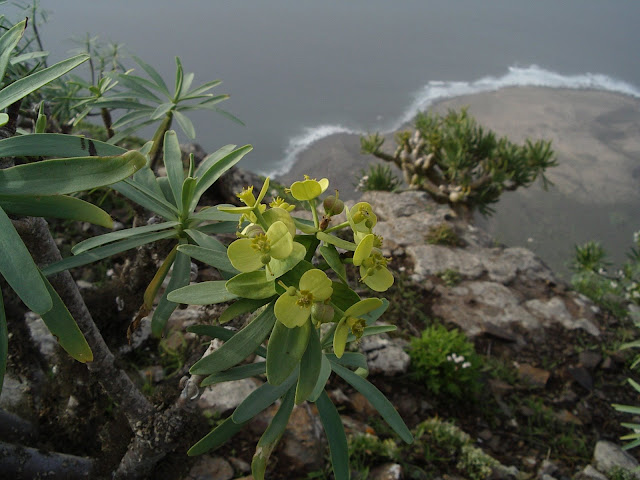Euphorbia regis-jubae en Andén Verde (Gran Canaria)