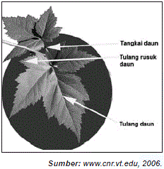 Inspirasi Baru Struktur Daun Luar