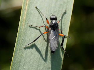 Heather Fly - Bibio pomonae